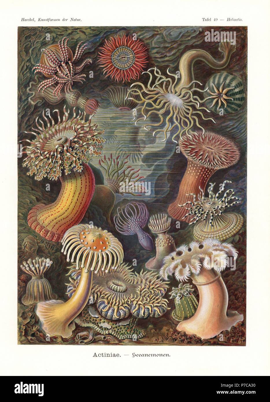 Aktinien oder Meer Anemonen: Cereus Pedunculatus, Mesacmaea Stellata Stockschwämmchen überwachen, Choriactis Impatiens, Anthopleura Thallia, Actinostella Flosculifera, Sagartia Troglodytes, Anemonia Sulcata, überwachen Diaphana, überwachen Diaphana, Paractis Monilifera, Corynactis Viridis, Oulactis Concinnata, Chrysoela Chrysosplenium und Metridium senil. Farblitho von Adolf Glitsch von einer Abbildung von Ernst Haeckel von Kunstformen in der Natur, Kunstformen der Natur, Liepzig, Deutschland, 1904. Stockfoto