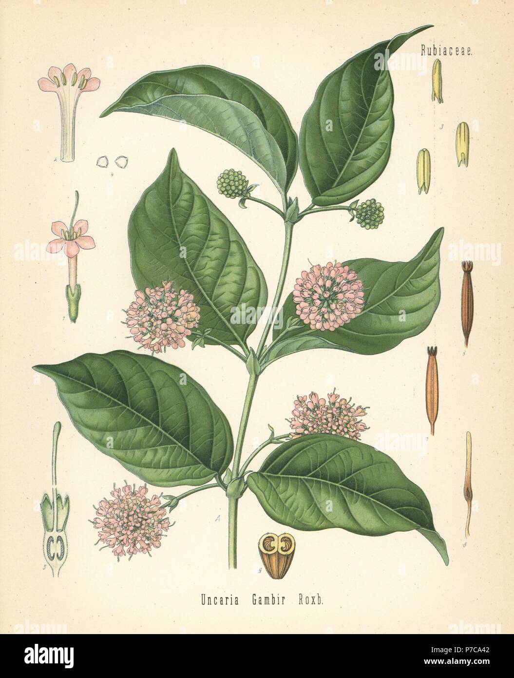 Gambier oder Gambir, Uncaria Gambir. Farblitho nach eine botanische Illustration von Hermann Adolph Koehler Heilpflanzen, herausgegeben von Gustav Pabst, Köhler, Deutschland, 1887. Stockfoto