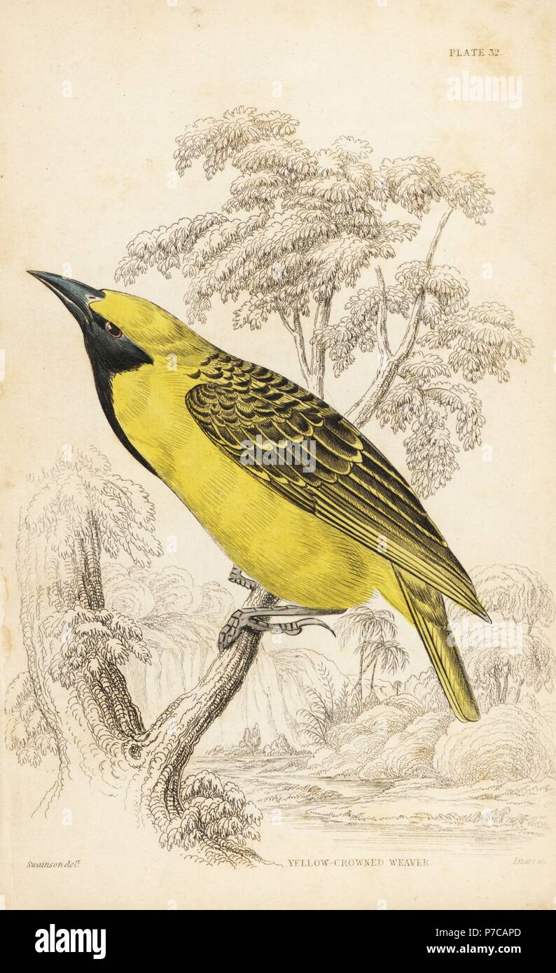 Gelb - gekrönte Bischof oder Napoleon Weaver, Euplectes afer (Gelb - gekrönte Weaver, Ploceus flaviceps). Papierkörbe Stahlstich von William Lizars nach William Swainson von Sir William Jardine's Naturforscher Bibliothek: Ornithologie: Vögel der westlichen Afrika, Edinburgh, W.H. Lizars, 1837. Stockfoto