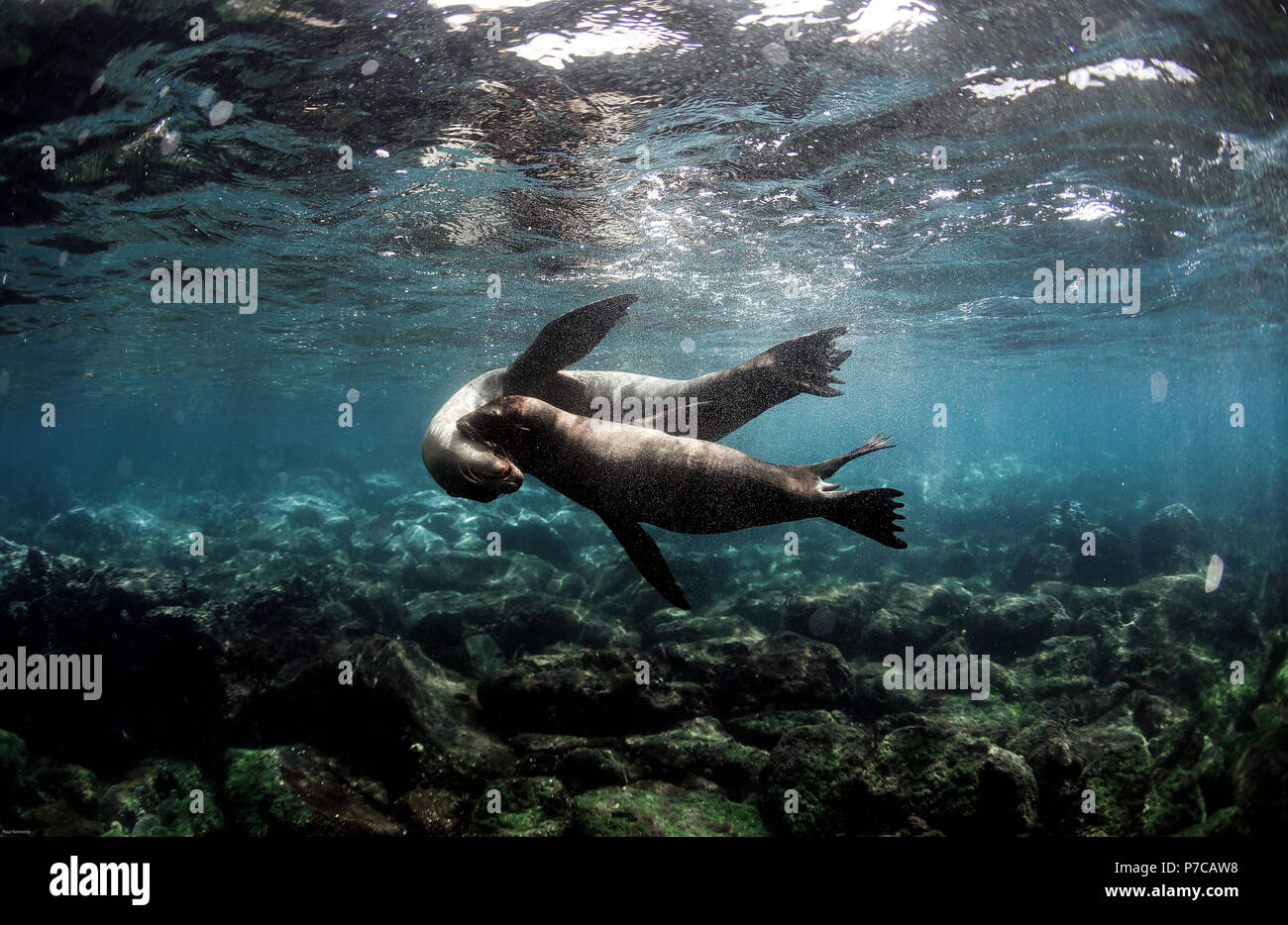 Galapagos Seelöwen spielen Unterwasser Stockfoto
