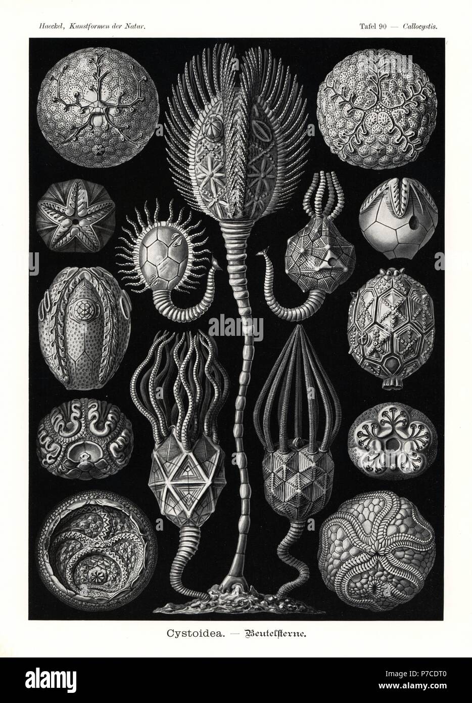 Cystoidea oder cystoids, erloschenen fossile Stachelhäuter: Staurocystis Glyptosphaerites leuchtenbergi quadrifasciata 1, 2, 3, Cystoblastus Protocrinites fragum leuchtenbergi 4,5, Pseudocrinites Bifasciatus 6, Echinoencrinites Callocystites jewetti angulosus 7, 8, 9, Extraneus Hemicosmites Glyptocystites Glyptocystites multiporus 10, Art 11, Art 12, Caryocrinites Cheirocrinus ornatus 13, Agelacrinites hamiltonensis14 und Streptaster vorticellatus 15. Chromolithograph von Adolf Glitsch aus eine Illustration von Ernst Haeckel von Kunstformen in der Natur, Kunstformen der Natur, Liepzig, Deutschland, 190 Stockfoto