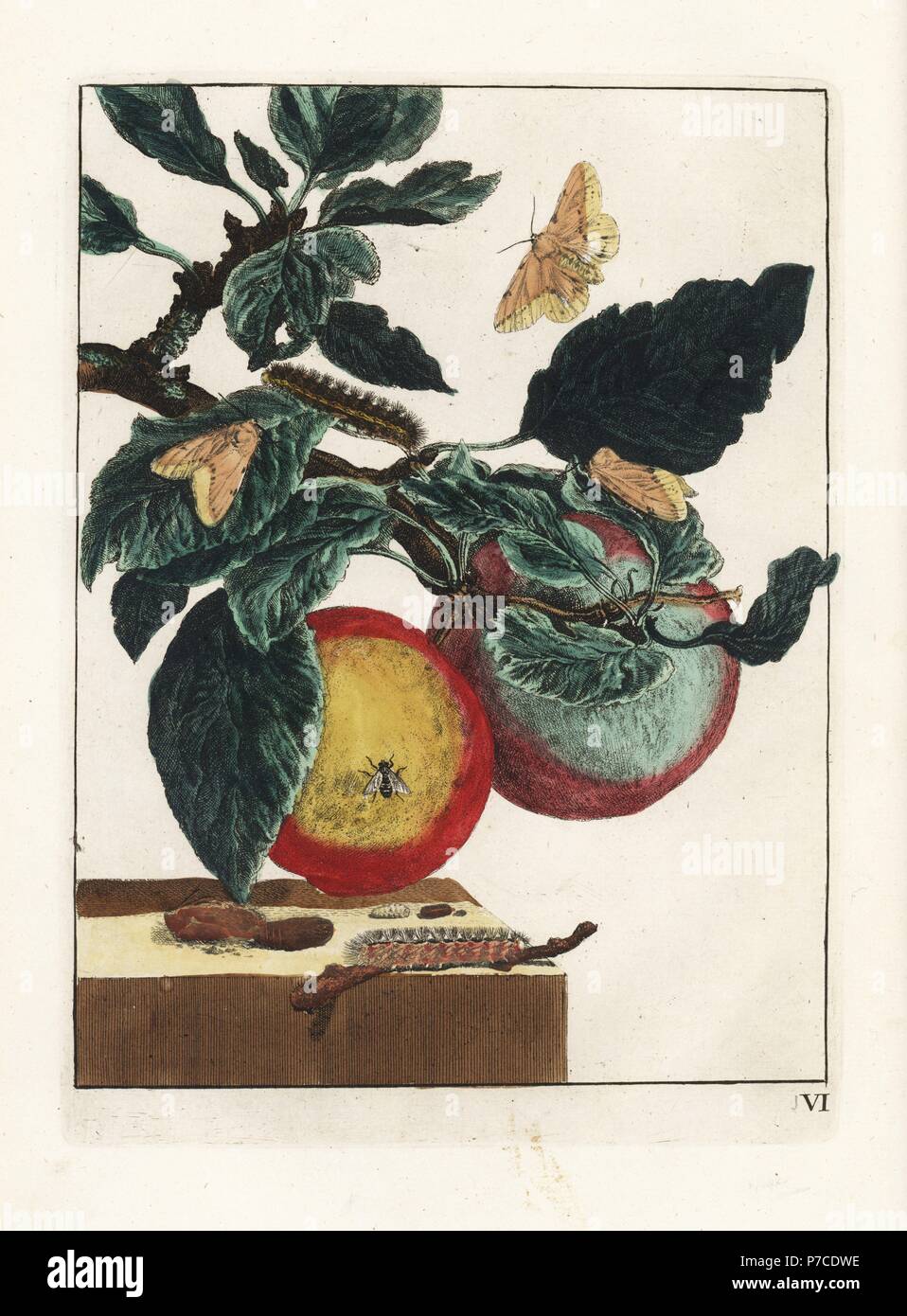 Weiße Hermelin Motte, Spilosoma Lubricipeda und Stubenfliege auf einem Apfelzweig, Malus Domestica. Handkoloriert Kupferstich Gravur gezeichnet und geätzt von Jacob l'Admiral in Naauwkeurige Waarneemingen Omtrent de Veranderingen van Veele Insekten (genaue Beschreibungen der Metamorphosen von Insekten), J. Sluyter, Amsterdam, 1774. Für diese zweite Auflage hinzugefügt M. Houttuyn der ursprünglichen 25 eine andere acht Platten. Stockfoto