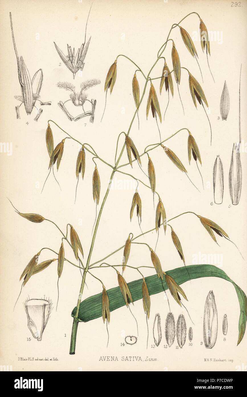 Hafer, Avena Sativa. Papierkörbe Lithographie von Hanhart nach einem botanischen Abbildung von David Blair von Robert Bentley und Henry Trimen von Heilpflanzen, London, 1880. Stockfoto