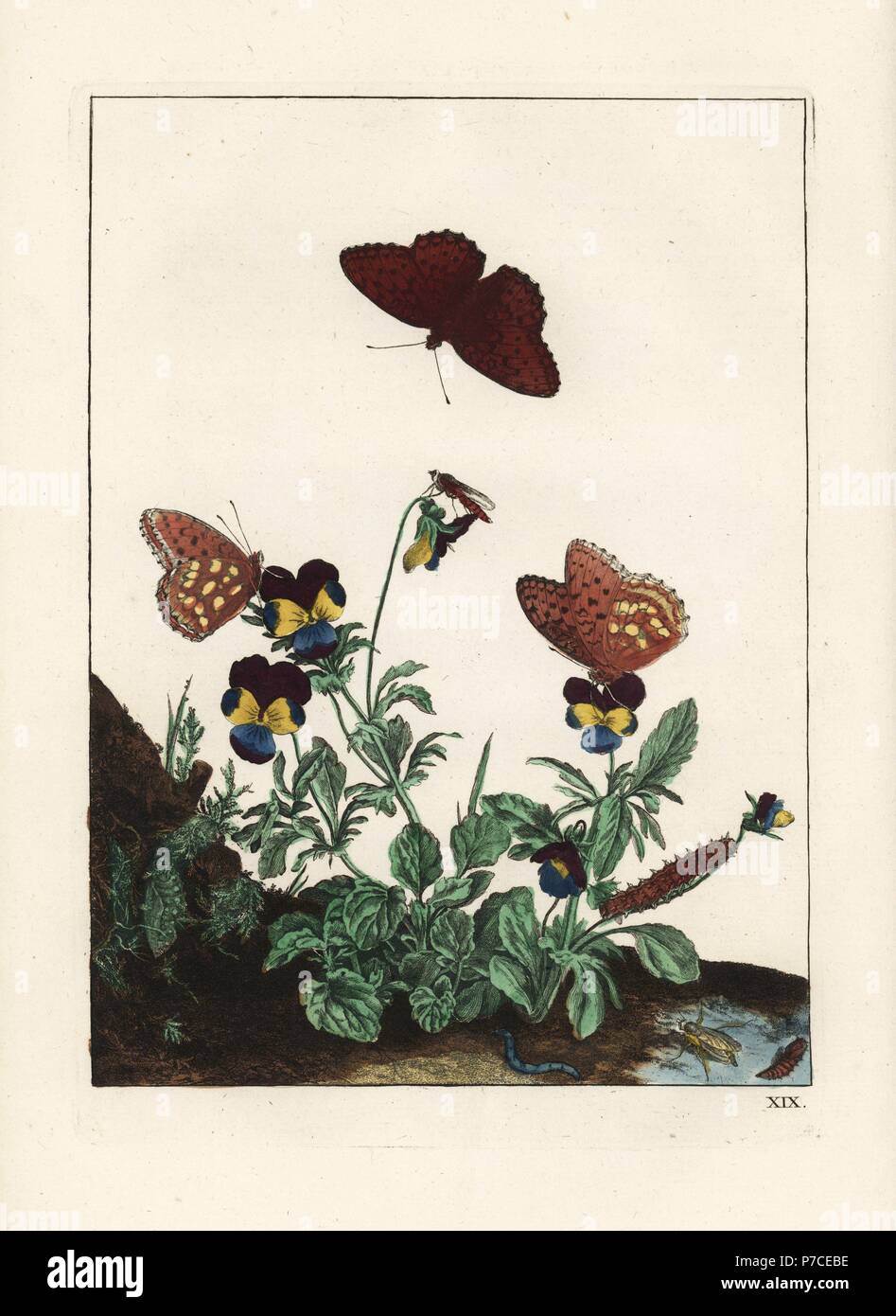 Königin von Spanien Fritillary Butterfly, Issoria Lathonia und gemeinsamen fliegen, Stiletto, Thereva Nobilitata, auf wilde Stiefmütterchen Viola Tricolor. Handkoloriert Kupferstich Gravur gezeichnet und geätzt von Jacob l'Admiral in Naauwkeurige Waarneemingen Omtrent de Veranderingen van Veele Insekten (genaue Beschreibungen der Metamorphosen von Insekten), J. Sluyter, Amsterdam, 1774. Für diese zweite Auflage hinzugefügt M. Houttuyn der ursprünglichen 25 eine andere acht Platten. Stockfoto