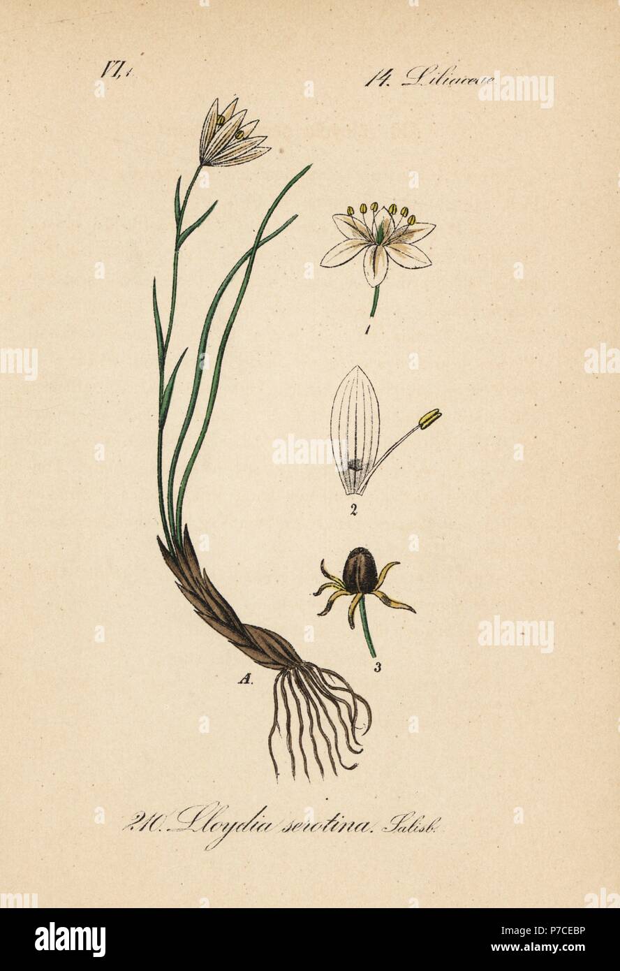 Snowdon Lily, Gagea serotina (Lloydia serotina). Papierkörbe Lithographie von Diederich von Schlechtendal der Deutschen Flora (Flora von Deutschland), Jena, 1871. Stockfoto