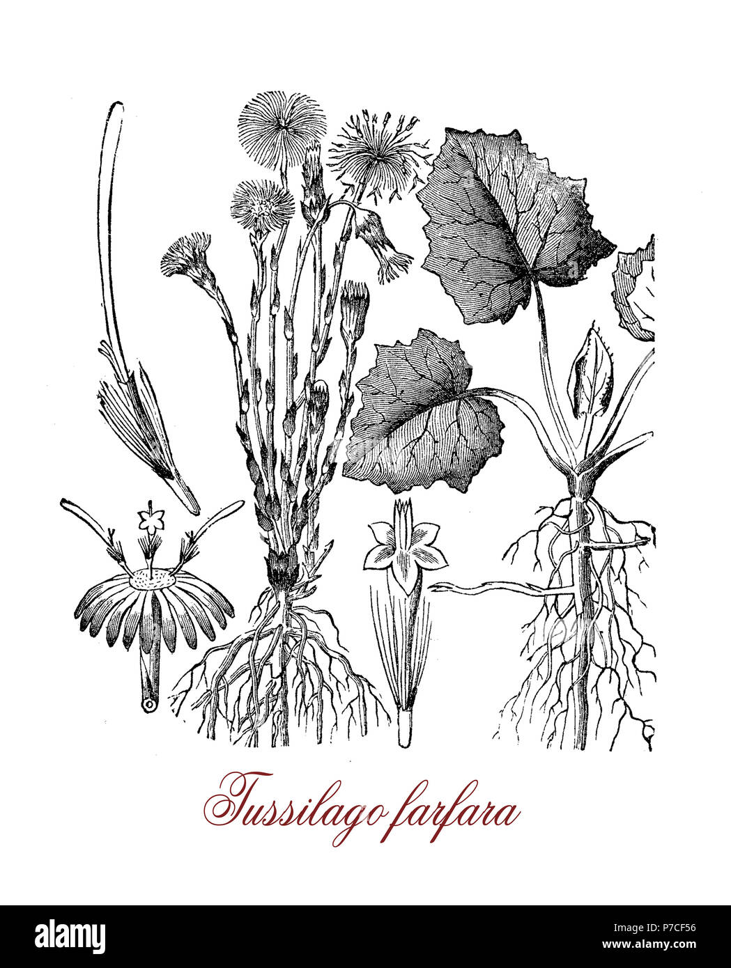 Botanische vintage Gravur von Tussilago farfara oder Huflattich, krautige Pflanze mit gelben Blüten, die in der traditionellen Medizin verwendet, aber giftig für die Leber. Stockfoto