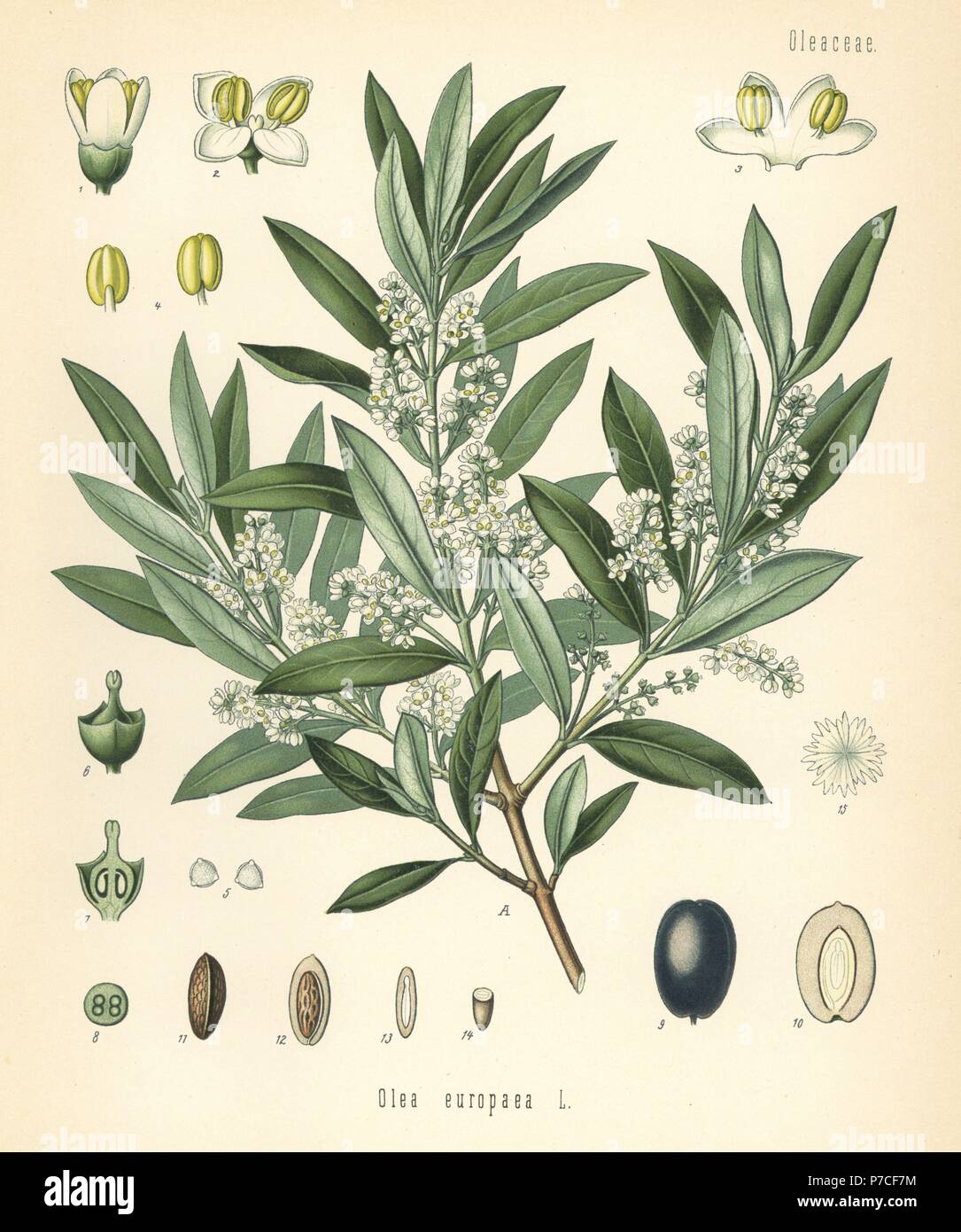 Olive, Olea Europaea. Farblitho nach eine botanische Illustration von Hermann Adolph Koehler Heilpflanzen, herausgegeben von Gustav Pabst, Köhler, Deutschland, 1887. Stockfoto