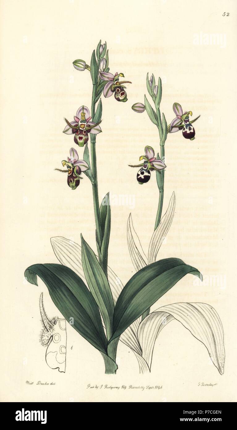 Woodcock Biene - Orchidee, Ophrys scolopax Subsp cornuta (Gehörnten ophrys, Ophrys cornuta). Papierkörbe Kupferstich von George Barclay nach einer Abbildung von Miss Sarah Drake von Edwards' Botanische Registrieren, von John Lindley, London, Ridgeway, 1846 bearbeitet werden. Stockfoto
