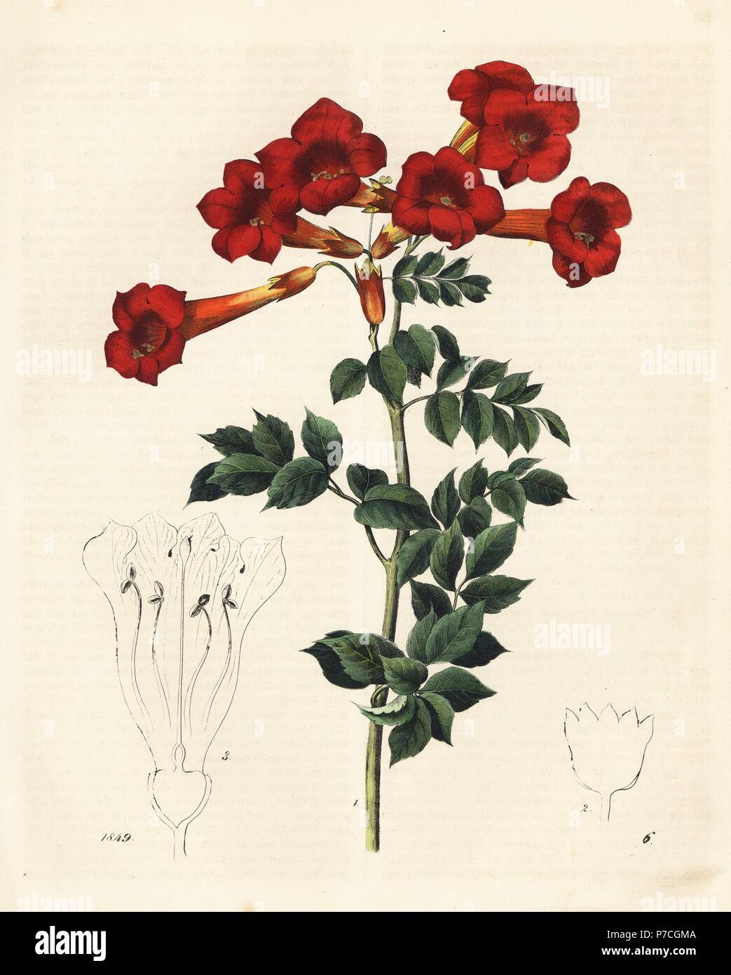 Southern Catalpa bignonioides Catalpa, (Bignonia catalpa). Papierkörbe Lithographie von Carl Hoffmann's Buch der Welt, Stuttgart, 1849. Stockfoto