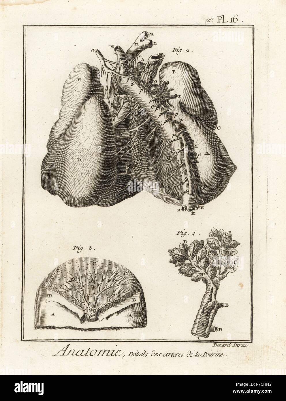 Arterien in den Brustraum, das Herz und die Lungen. Kupferstich von Robert Benard nach einer Abbildung von Albrecht von Haller von Denis Diderots Enzyklopädie, Pellets, Genf, 1779. Stockfoto