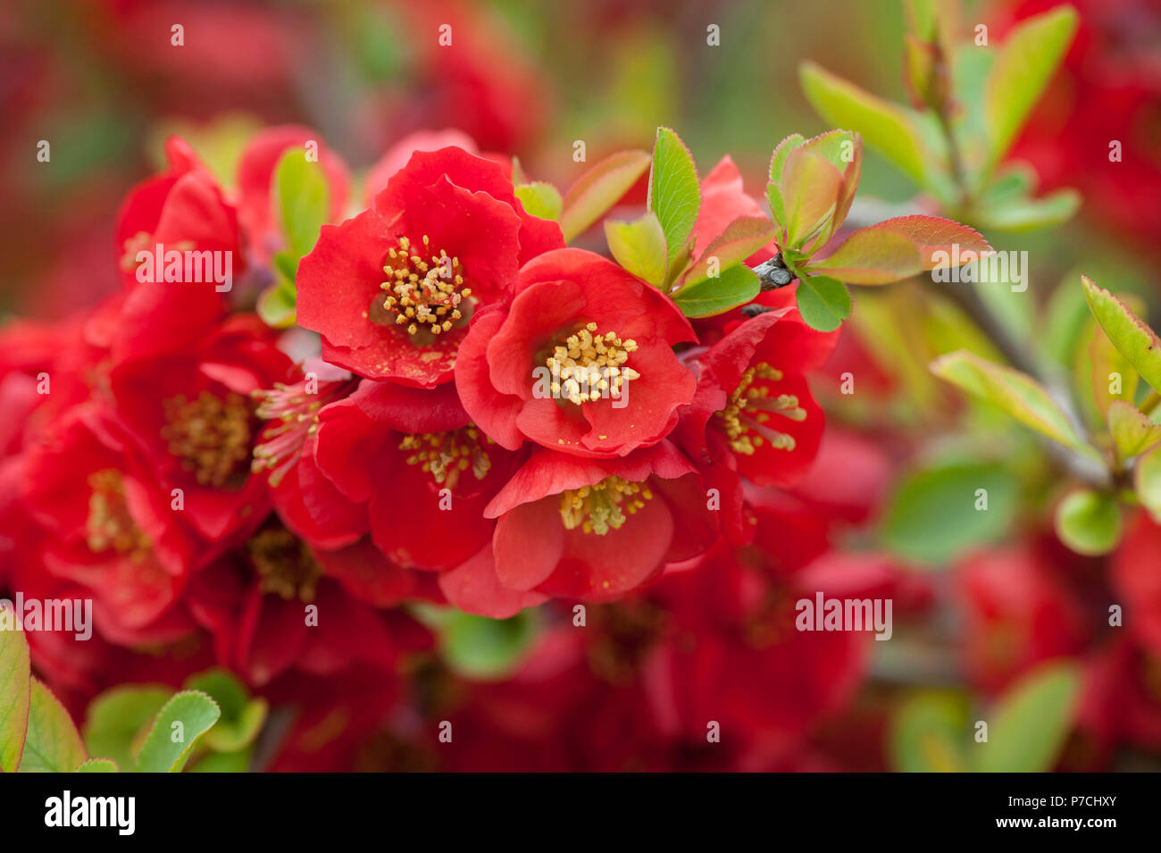 Blühende Blüte Quitte (Chaenomeles japonica) Stockfoto