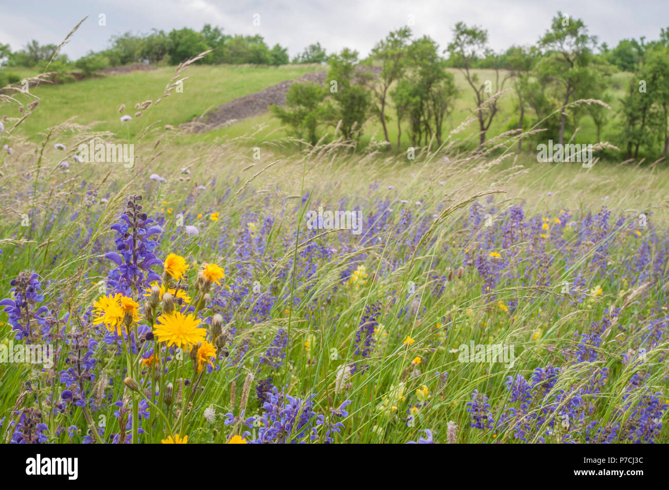 Wiese und Stein Bar, Künzelsau, Kochertal, Region Hohenlohe, Baden-Württemberg, Heilbronn-franken, Deutschland, K³nzelsau Stockfoto
