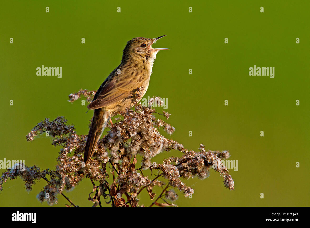 Gemeinsame grasshopper Warbler, (Locustella naevia) Stockfoto