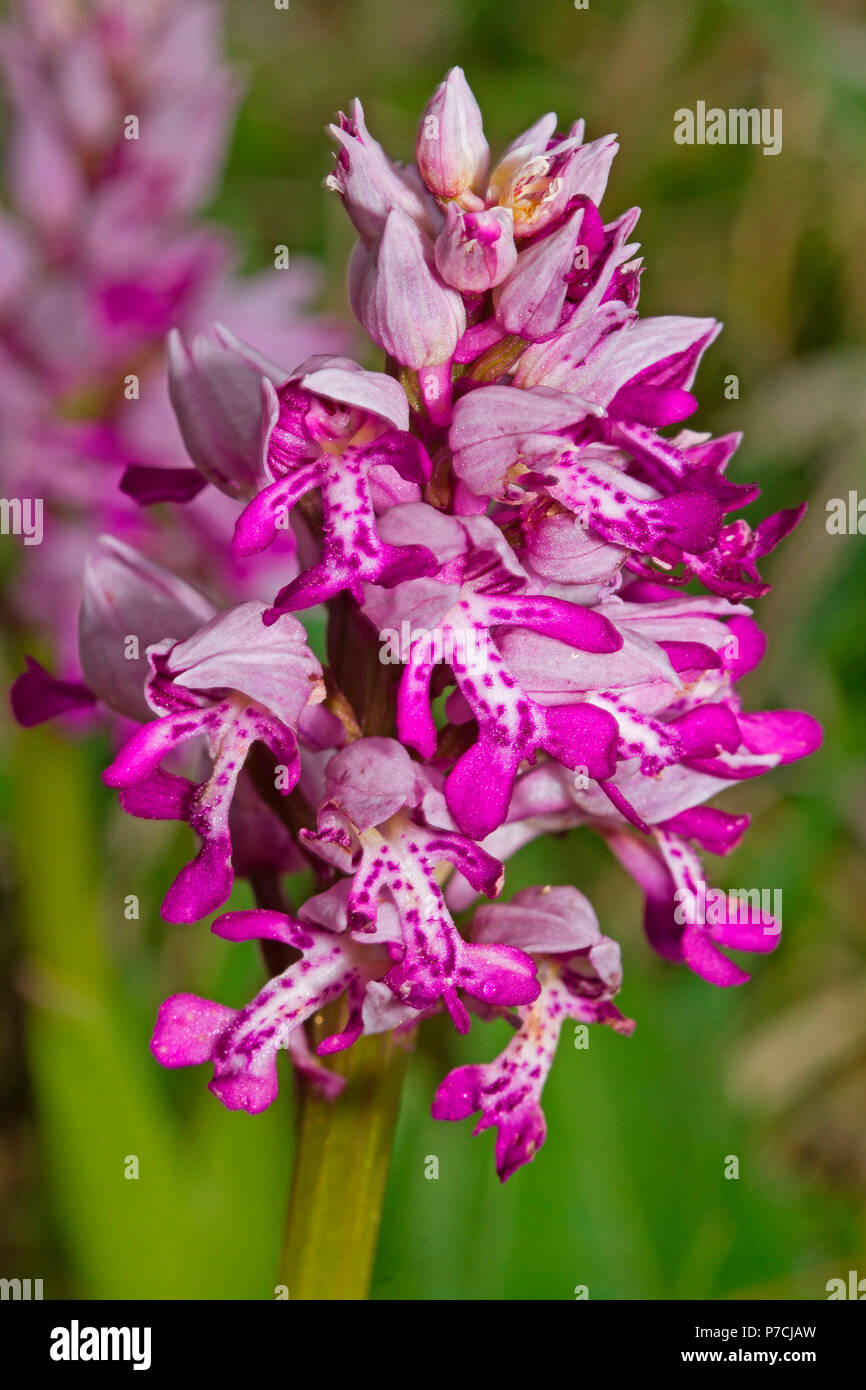 Helm-knabenkraut, Pflanzen, Wildblumen, Orchideen, Marsh Orchideen, Blüte, Blüten, viele, Kardinal rot, Wiese, grün, (Orchis militaris) Stockfoto