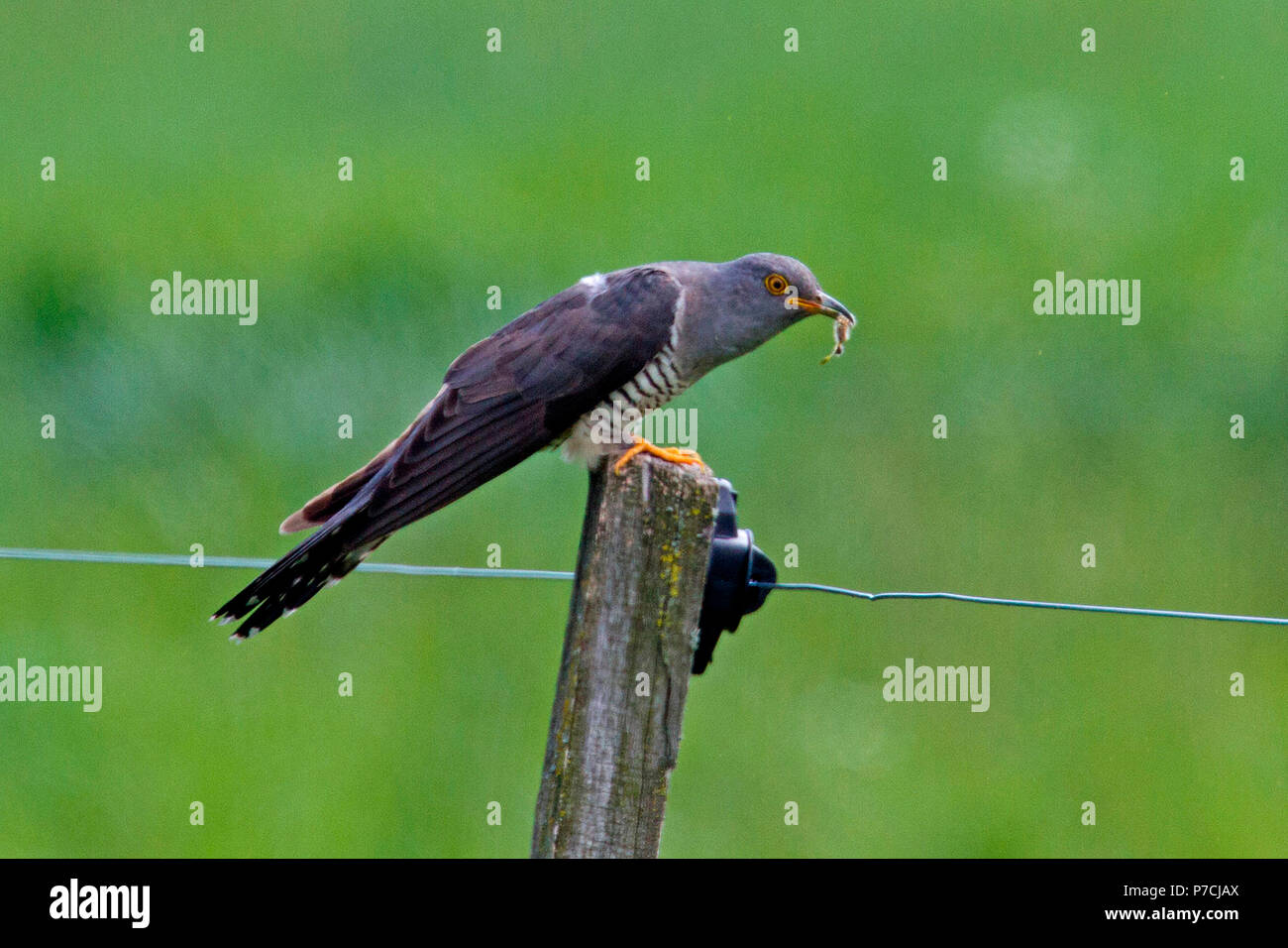 Gemeinsame Kuckuck (Cuculus canorus) Stockfoto