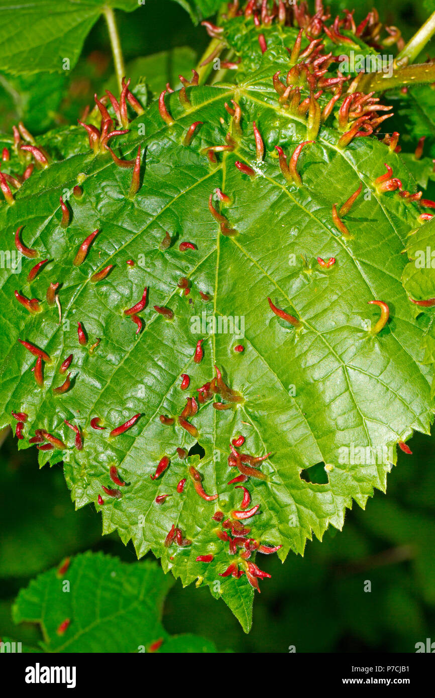 Kalk Nagel gal, (Eriophyes tiliae) Stockfoto