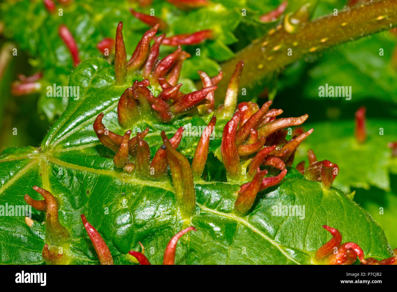 Kalk Nagel gal, (Eriophyes tiliae) Stockfoto