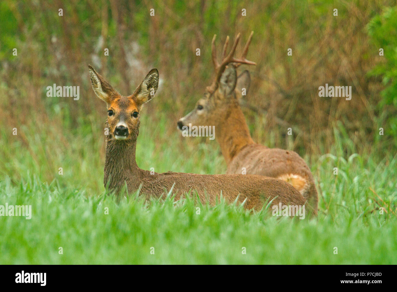Europäische Reh, Gemse und Reh (Capreolus capreolus) Stockfoto