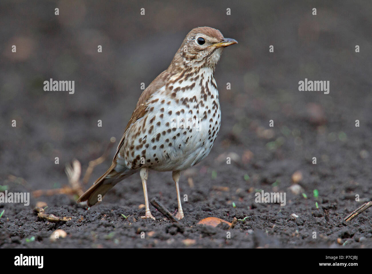 Singdrossel (Turdus philomelos) Stockfoto