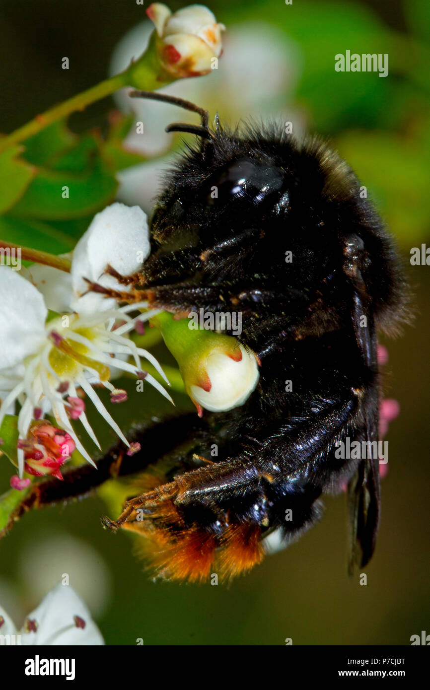 Red-tailed Hummel (Bombus lapidarius) Stockfoto