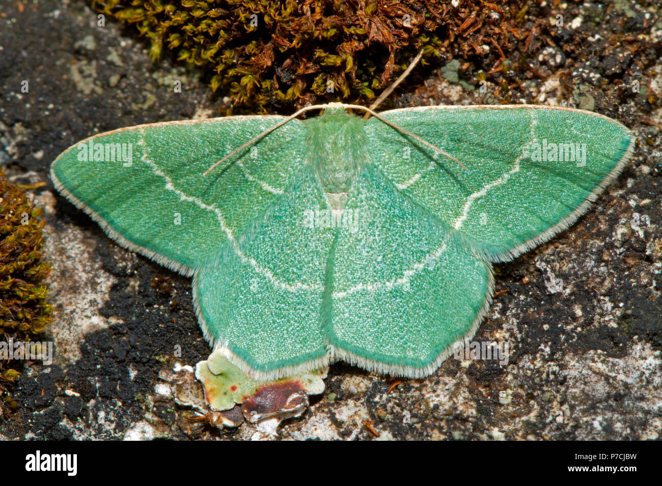Kleine Gras (Chlorissa viridata Smaragd) Stockfoto