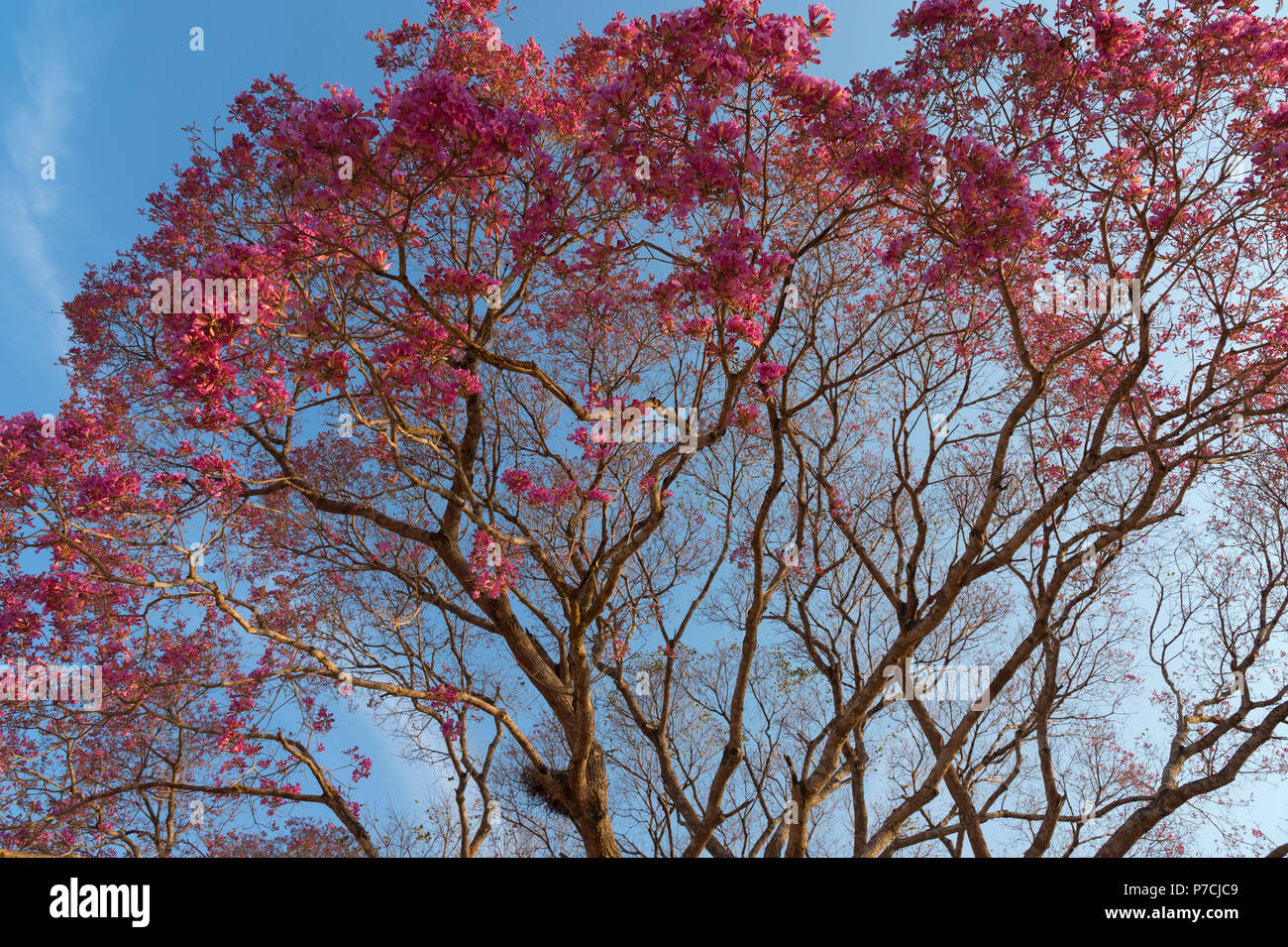 Rosa Ipe (Tabebuia ipe) während der Blütezeit entlang der Transpantaneira, Pantanal, Mato Grosso, Brasilien Stockfoto