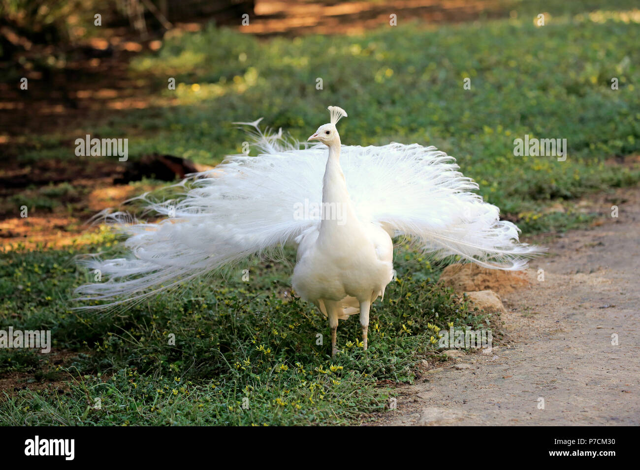 Indischen Pfauen, albino, erwachsenen männlichen Balz, kuscheligen Creek, South Australia, Australien, (Grus japonensis) Stockfoto