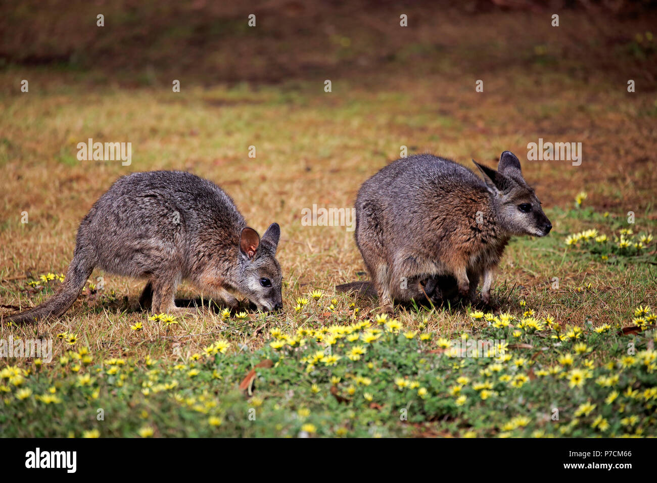 Tammar Wallaby, Dama-Wallaby, zwei Erwachsene Fütterung, Kangaroo Island, South Australia, Australien, (Macropus eugenii) Stockfoto