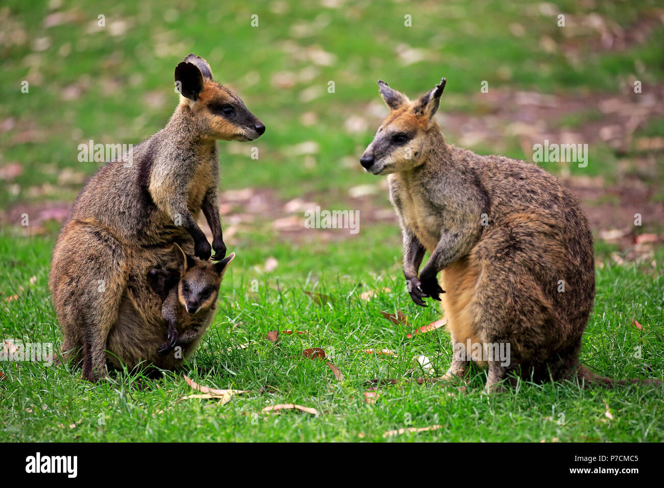 Agile Wallaby, Familie mit Joey im Beutel, männlich, weiblich, kuscheligen Creek, South Australia, Australien, (Macropus agilis) Stockfoto