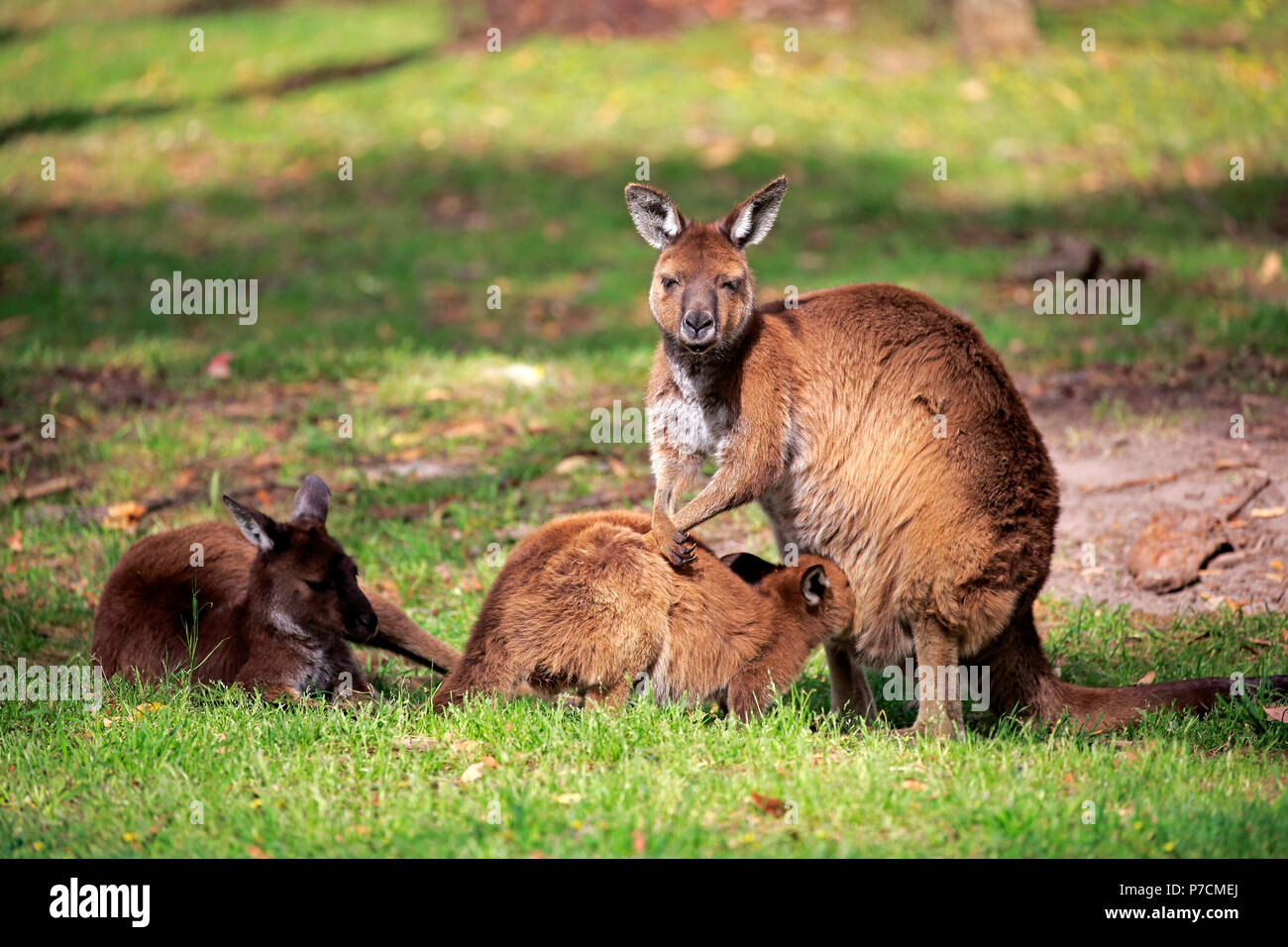 Kangaroo Island Kangaroo, Familie mit jungen, Spanferkel, Kangaroo Island, South Australia, Australien, (Macropus fuliginosus Fuliginosus) Stockfoto