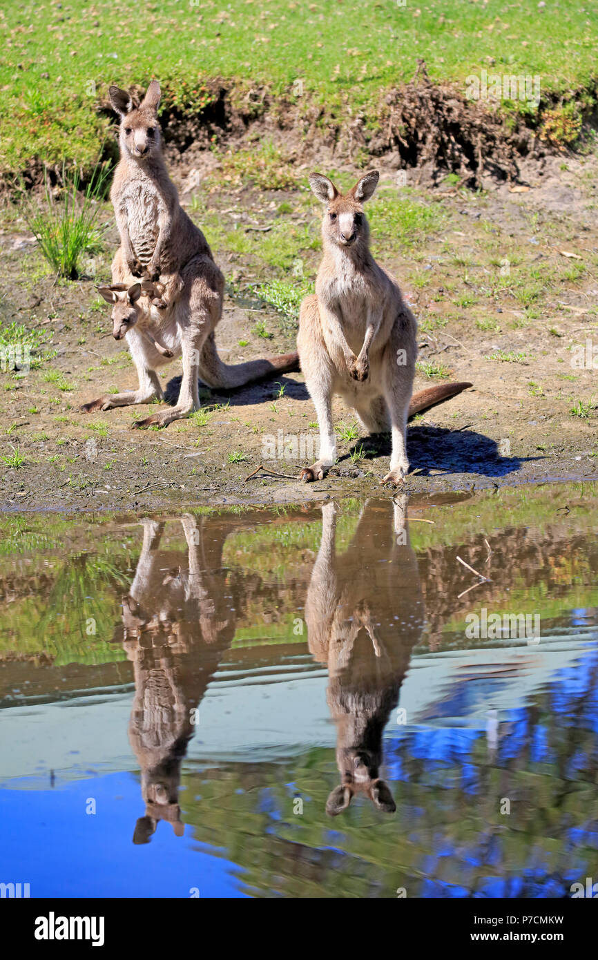 Eastern Grey Kangaroo, erwachsenes Weibchen mit Jungen suchen aus der Tasche, Erwachsene mit Joey im Beutel, Gruppe an Wasser, Strand, murramarang Nationalparks, New South Wales, Australien, (Macropus giganteus) Stockfoto