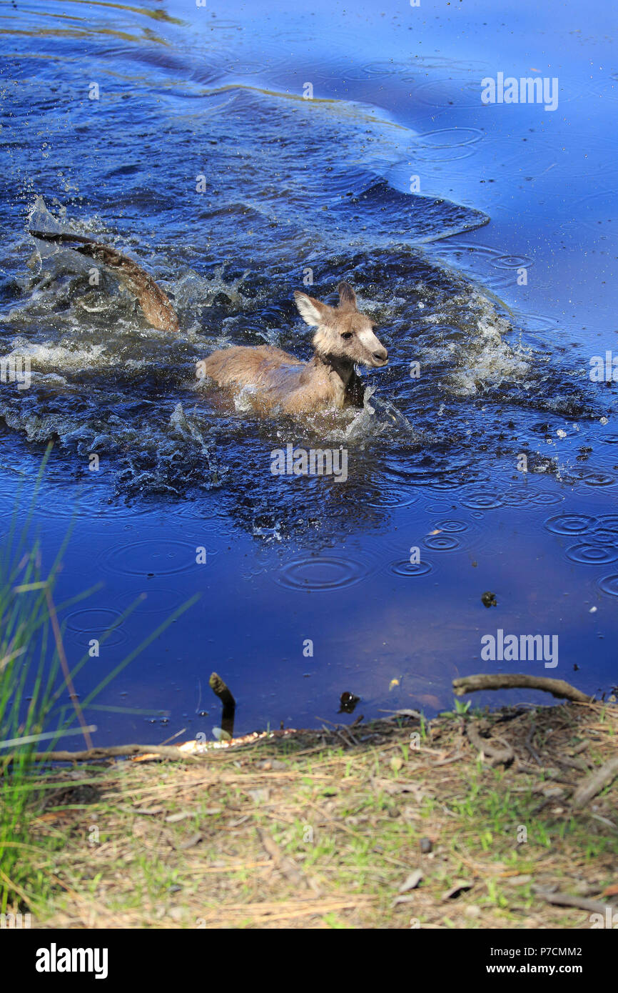Eastern Grey Kangaroo, nach Überquerung Creek, Erwachsene in Wasser, fröhlich Strand, murramarang Nationalparks, New South Wales, Australien, (Macropus giganteus) Stockfoto