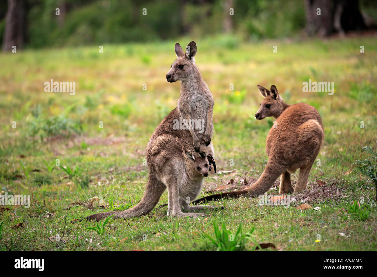 Eastern Grey Kangaroo, Erwachsene mit Joey im Beutel, fröhlich Strand, murramarang Nationalparks, New South Wales, Australien, (Macropus giganteus) Stockfoto