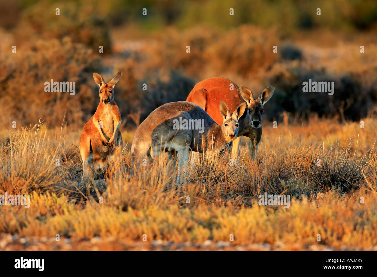 Rote Känguru, Familie Alert, Sturt Nationalpark, New South Wales, Australien, (Macropus rufus) Stockfoto
