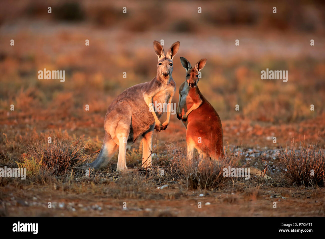 Rote Känguru, Weibchen mit Subadult, Sturt Nationalpark, New South Wales, Australien, (Macropus rufus) Stockfoto