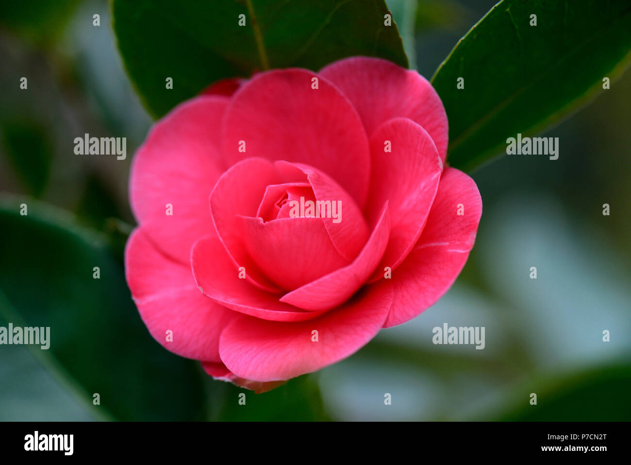 Japanische Kamelie, Sorte der toryi', Camellia japonica Stockfoto