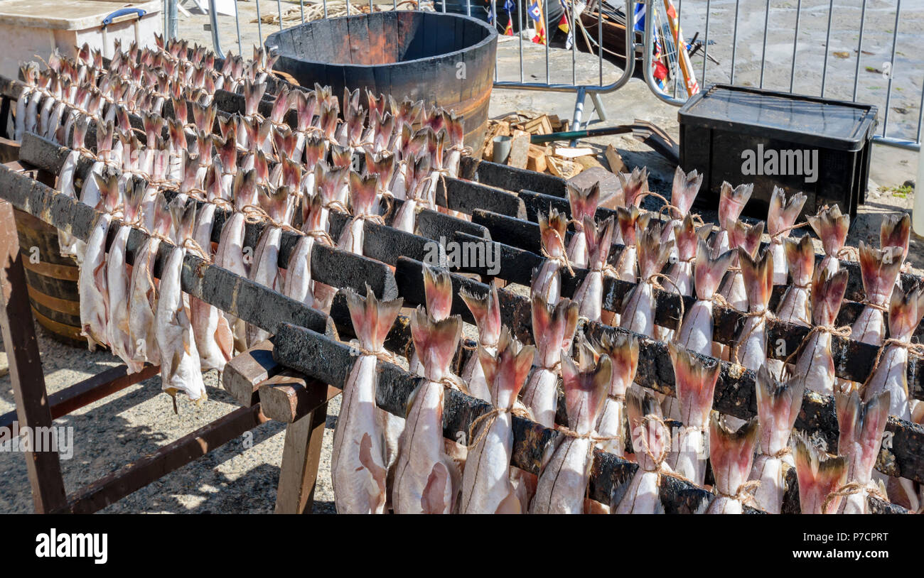 PORTSOY FESTIVAL ABERDEENSHIRE SCHOTTLAND Arbroath Smokies der Schellfisch Fisch hängen an Regalen VOR DEM RAUCHEN Stockfoto