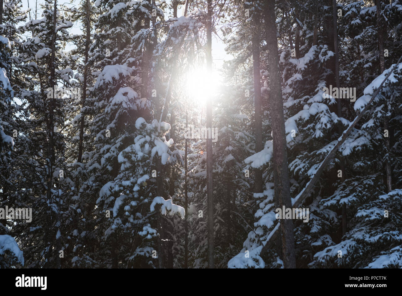 Sonnenuntergang im Winterwald Stockfoto