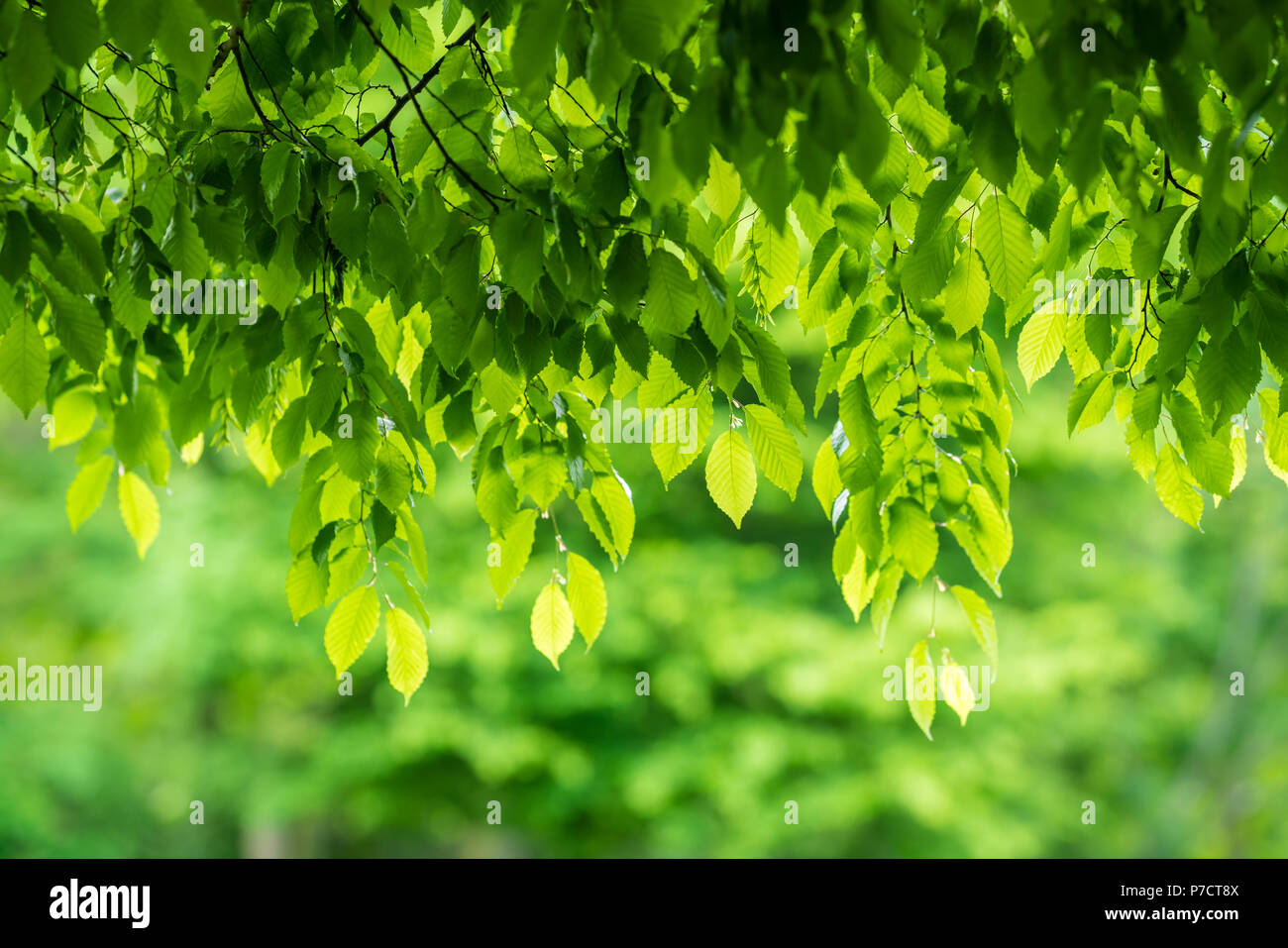 Beleuchtete grüne Blätter auf einem Zweige eines Baumes im Sommer, können als Hintergrund Overlay verwendet werden. Stockfoto