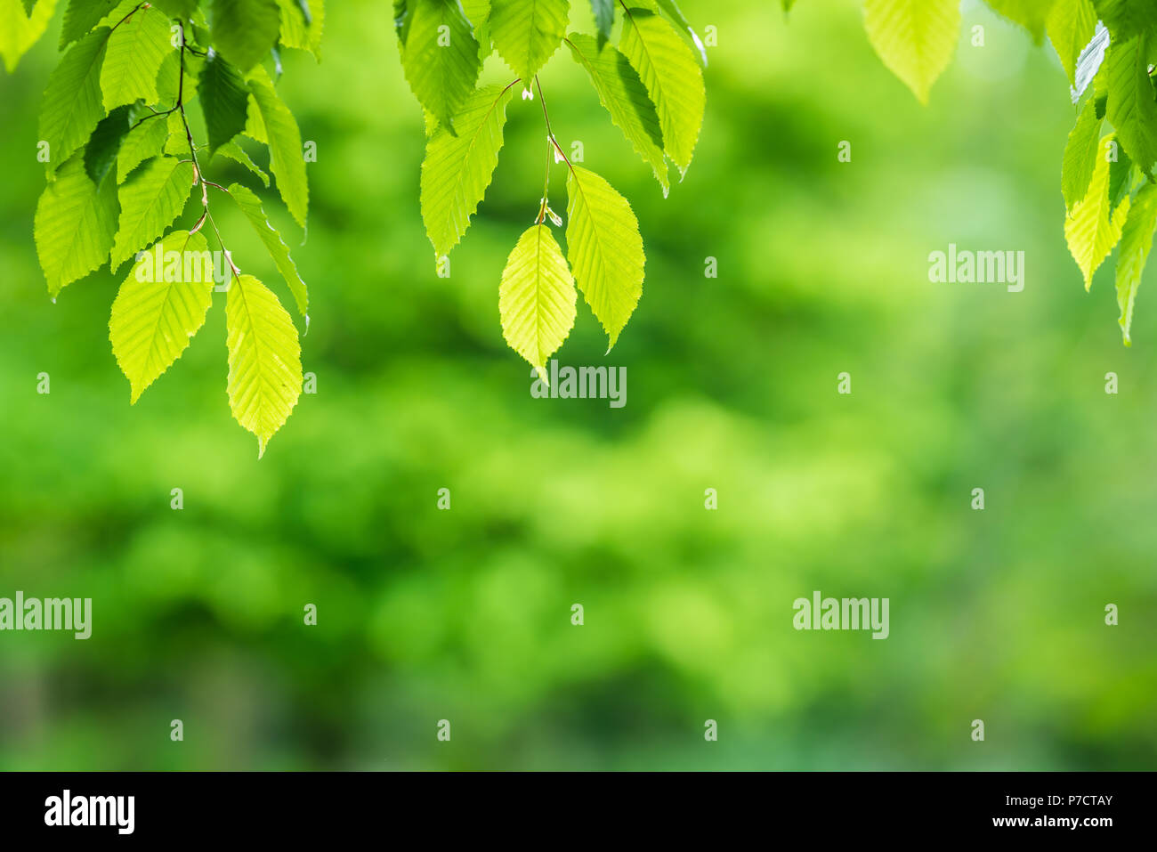 Beleuchtete grüne Blätter auf einem Zweige eines Baumes im Sommer, können als Hintergrund Overlay verwendet werden. Stockfoto