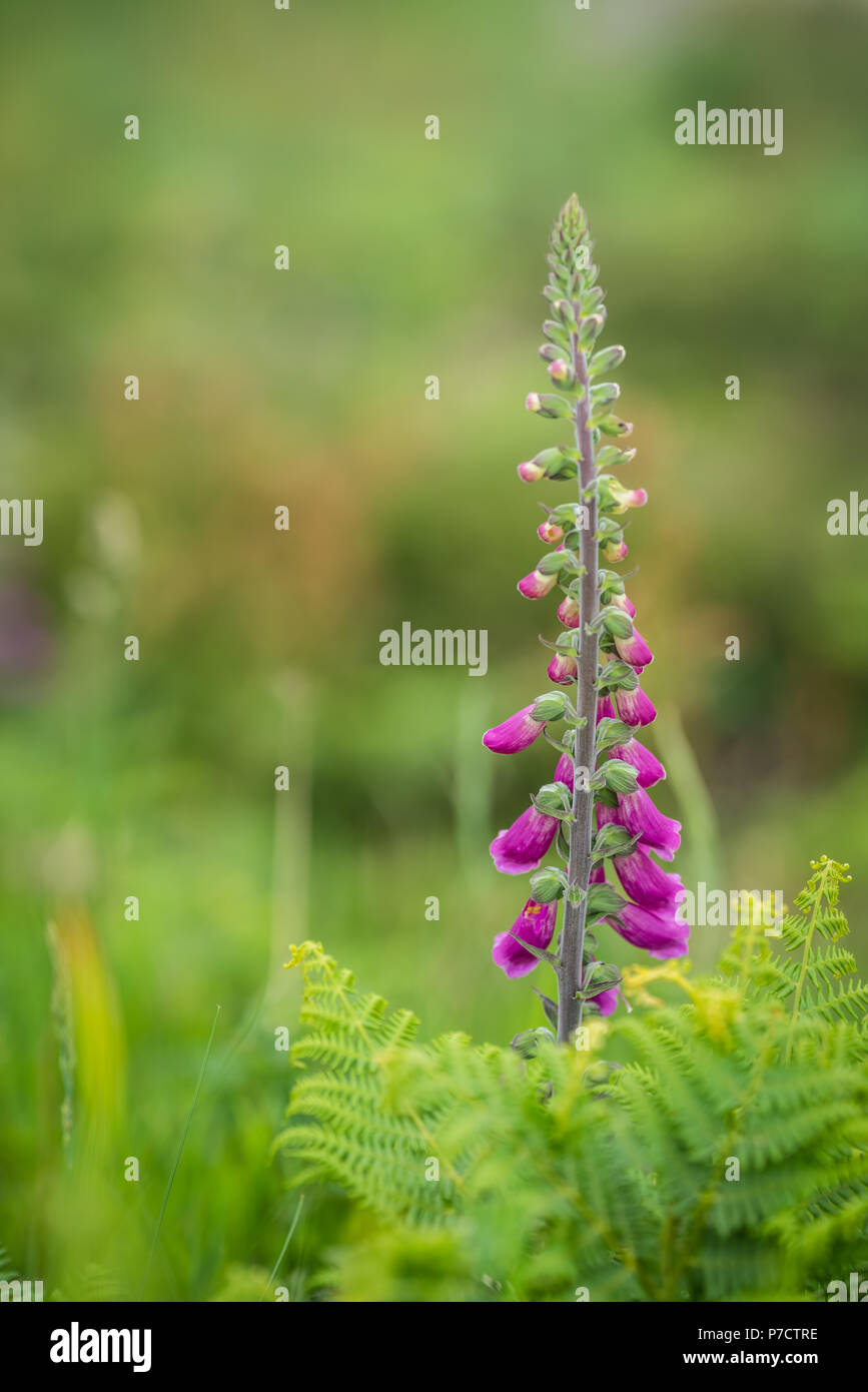 Fingerhut Blume wächst auf einer Wiese auf der Cornish Coastal Path, Cornwall, England, Großbritannien Stockfoto