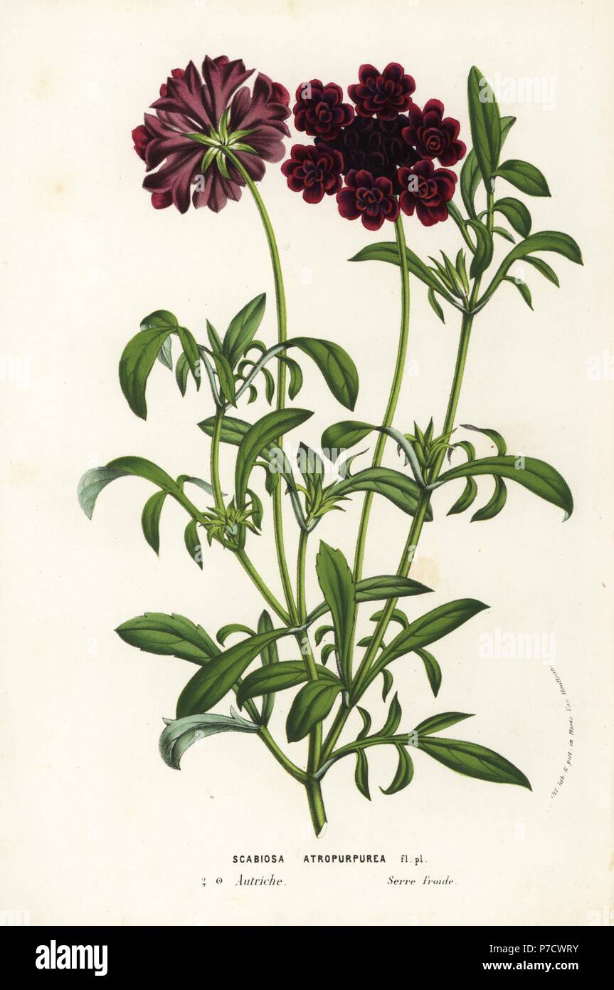 Nadelkissen Blume oder süße Witwenblume, Scabiosa Atropurpurea. Handkoloriert Lithographie von Louis van Houtte und Charles Lemaire die Blumen von den Gärten und Gewächshäuser von Europa, Flore des Serres et des Jardins de l ' Europe, Gent, Belgien, 1857. Stockfoto