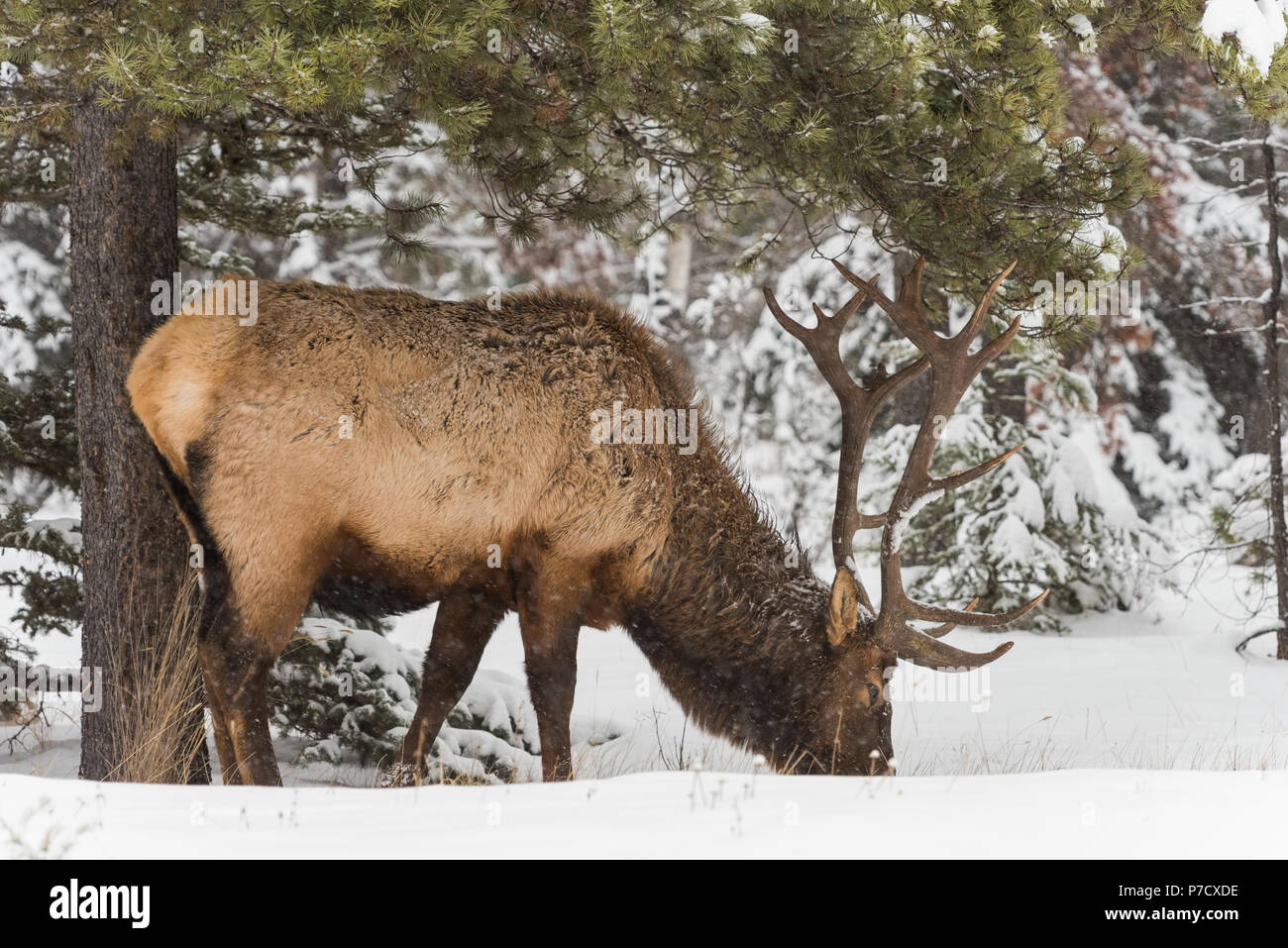 Wild Geweih Beweidung in verschneiten Wald Stockfoto