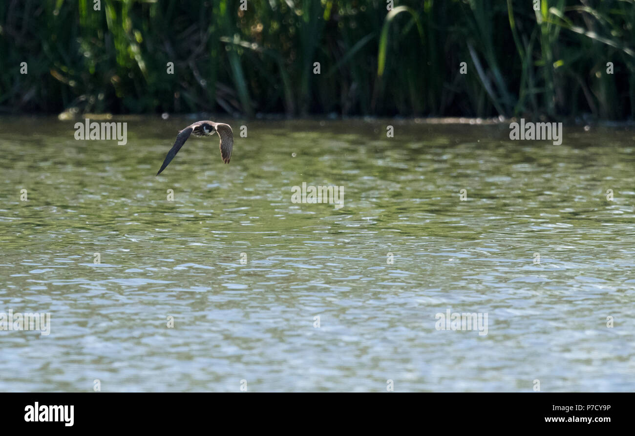 Ein hobby (Falco subbuteo) Jagd Libellen niedrig über dem Wasser, Warwickshire Stockfoto