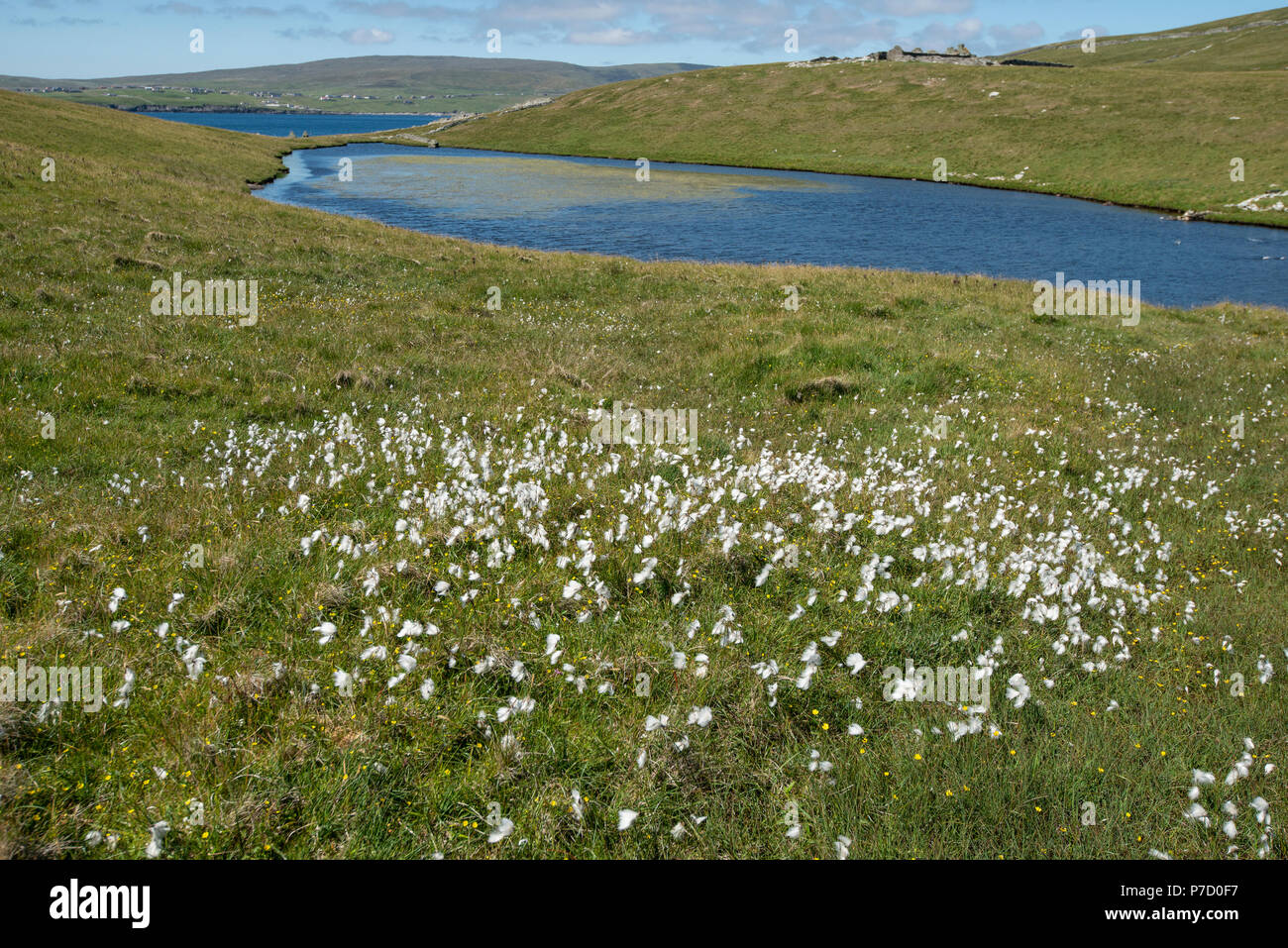Baumwolle Gras: Eriophorum angustifolium. Mousa, Shetland, Großbritannien Stockfoto