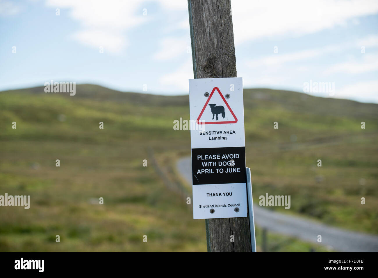 Lambing unterzeichnen, Shetland, Großbritannien Stockfoto