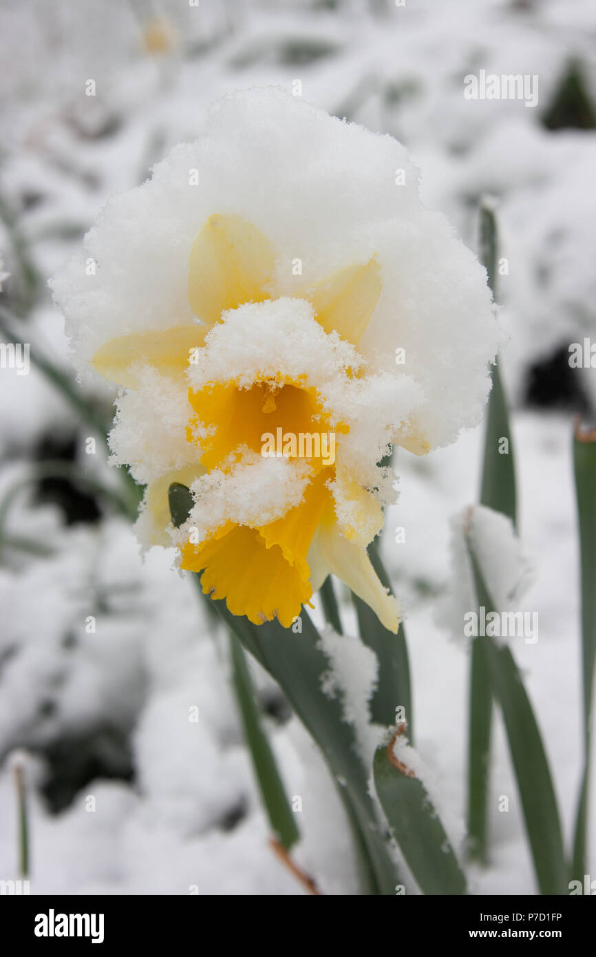 Narzissen im Frühjahr bedeckt im Schnee Stockfoto