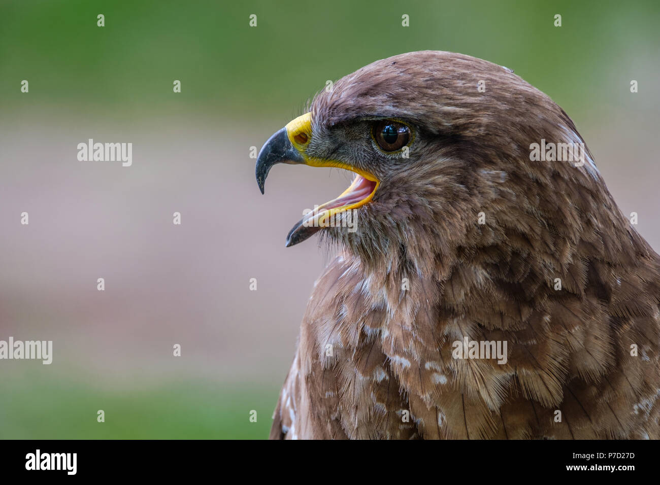 Profil Porträt eines Mäusebussard Stockfoto