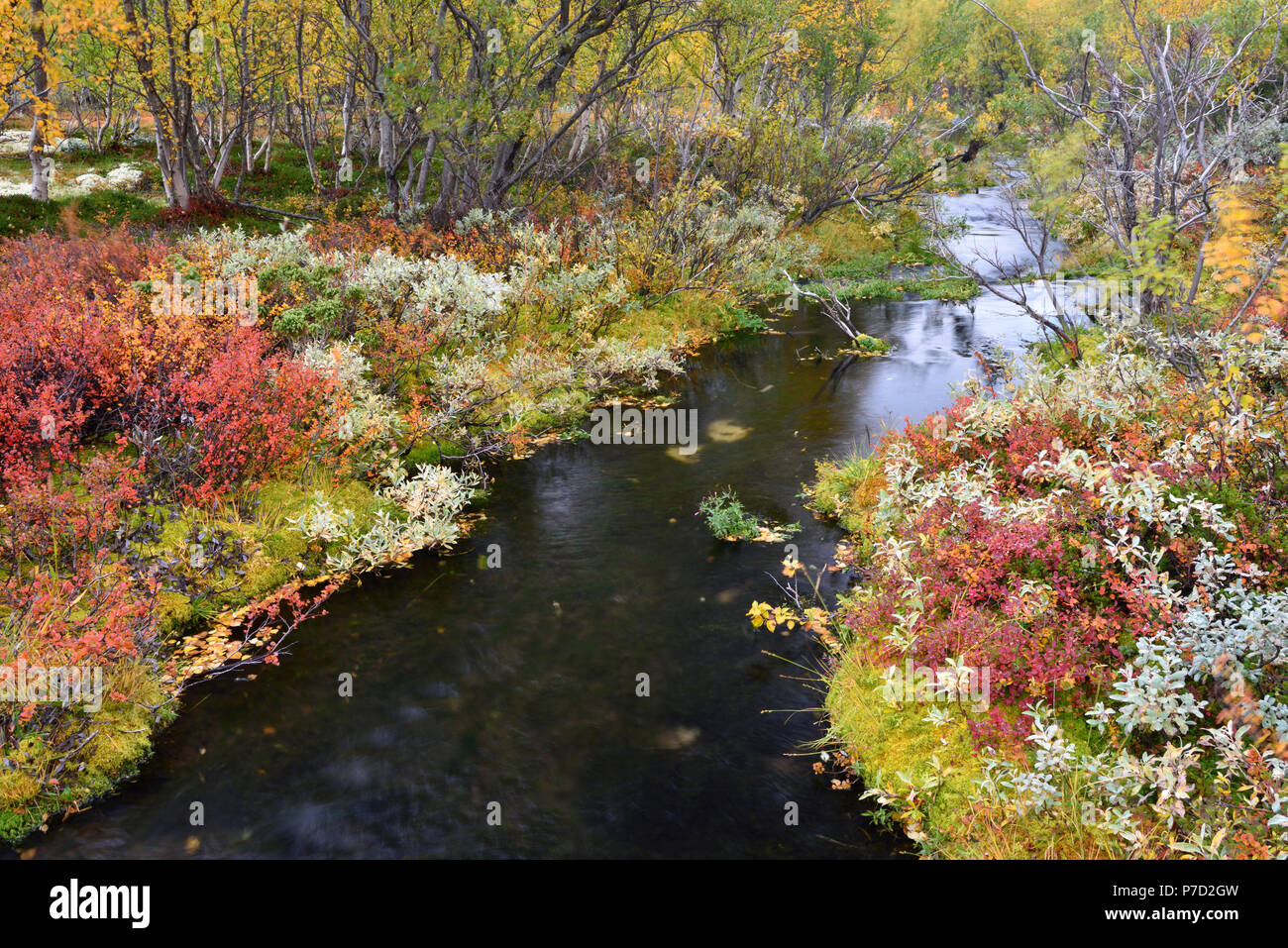 Kleinen Gebirgsbach mit farbenfrohen Vegetation im Herbst, Rondane Nationalpark, Norwegen Stockfoto