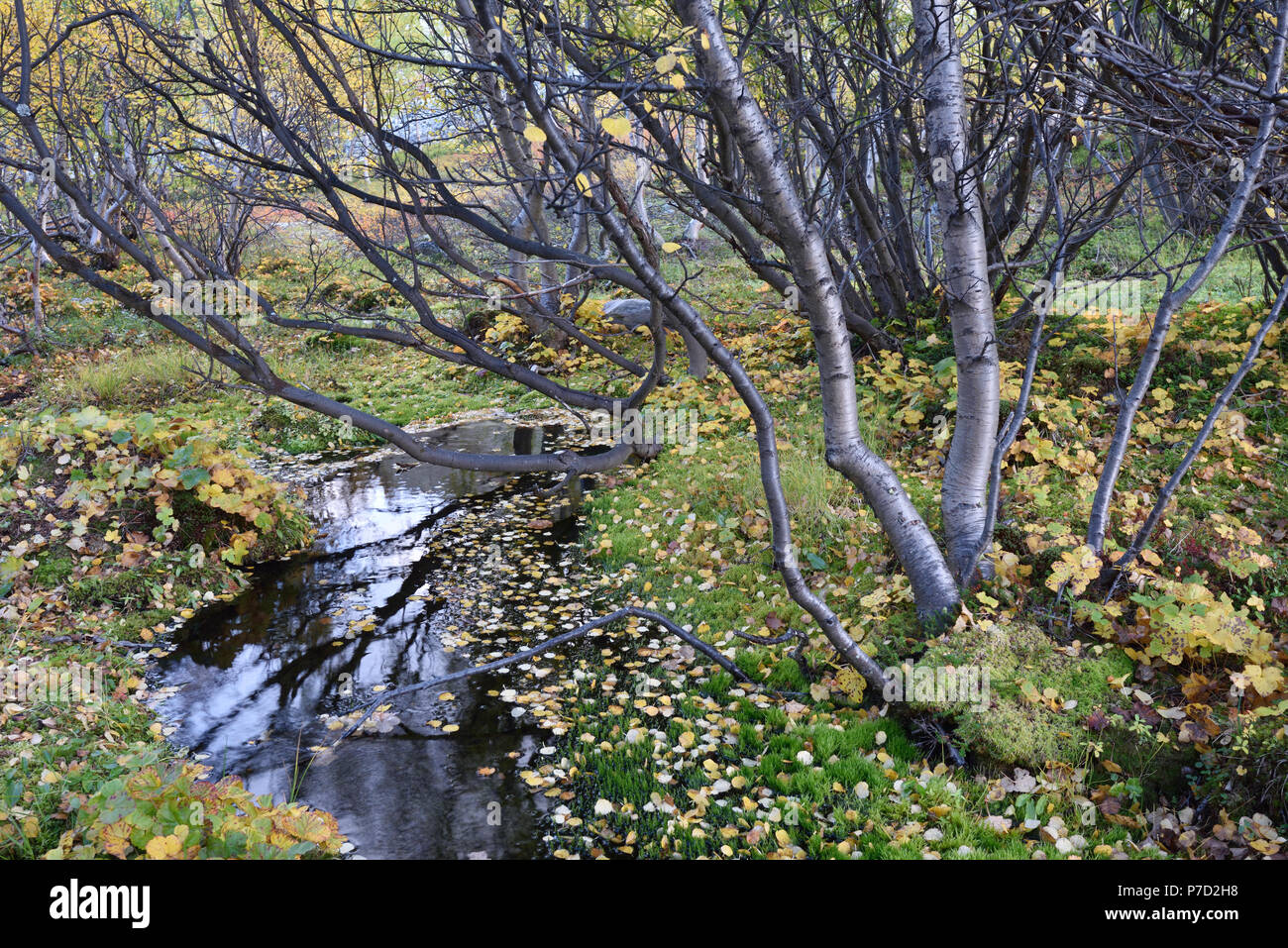 Kleinen Gebirgsbach mit farbenfrohen Vegetation im Herbst, Rondane Nationalpark, Norwegen Stockfoto